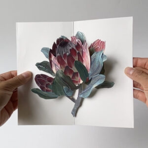 LAC101-Protea-scaled