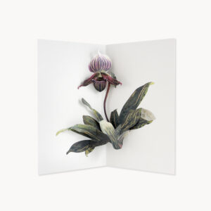 LAC102-Lady-Slipper-Orchid-B2C
