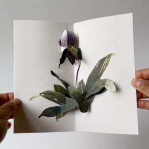 LAC102-Lady-Slipper-Orchid-scaled