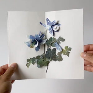 LAC103-Columbine-scaled