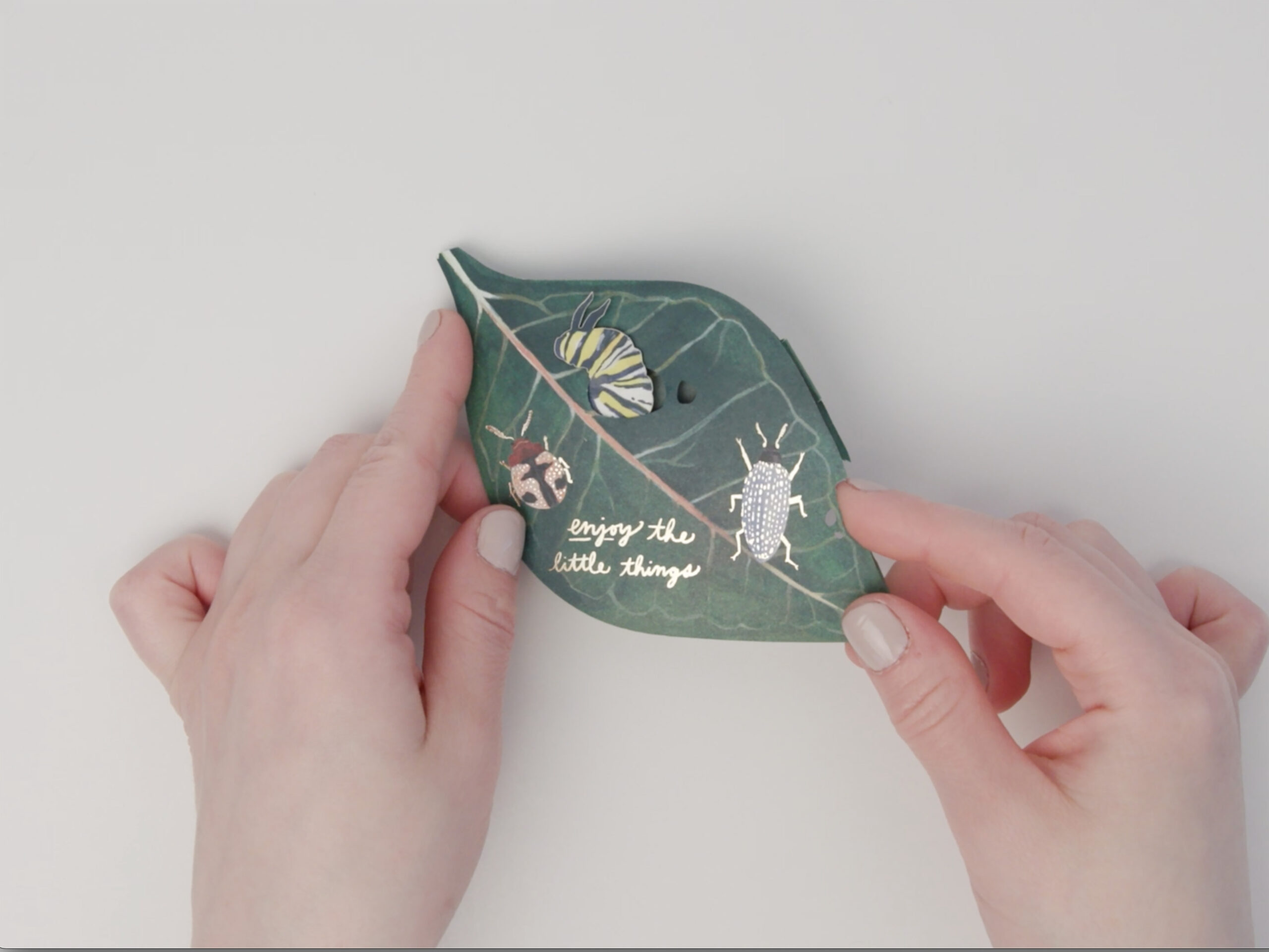 dal034-caterpillar-scaled